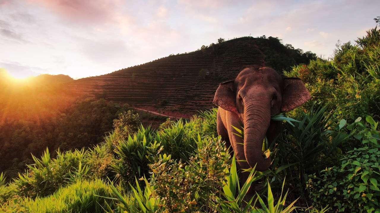 Asian elephant in China