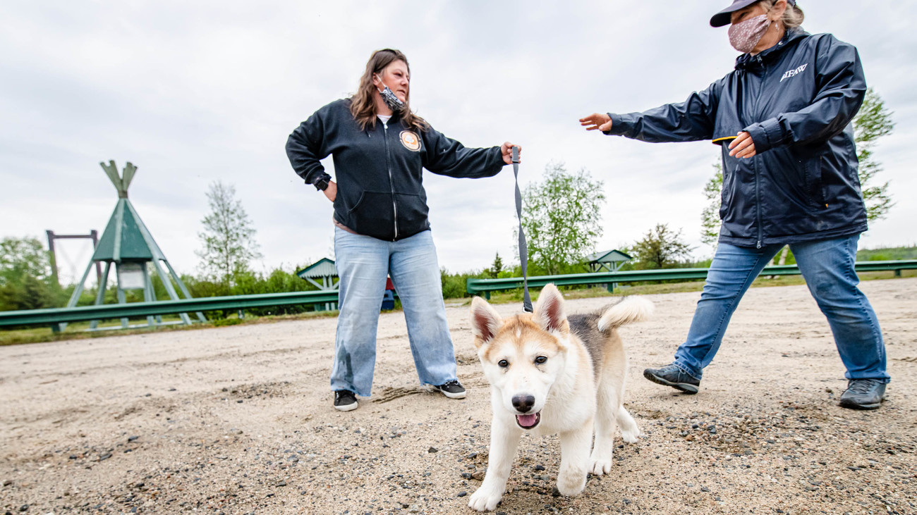 two people walk a young husky mix puppy