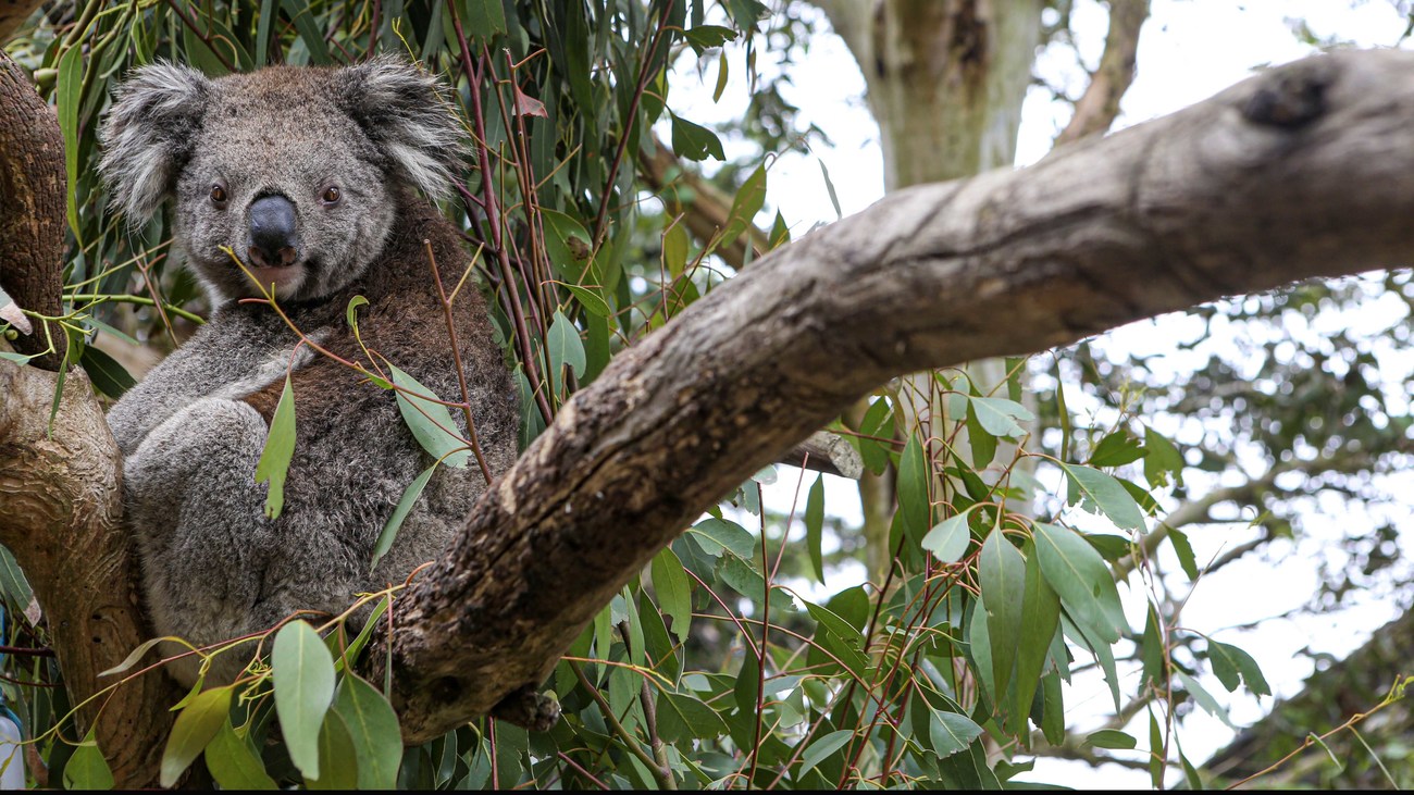 a rescued koala sits in a tree while undergoing rehabilitation