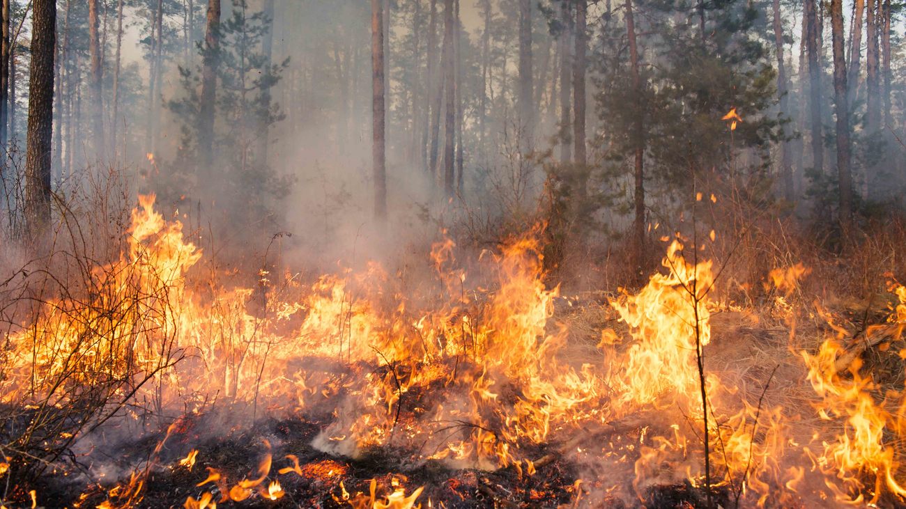 How wildfires impact wildlife | IFAW