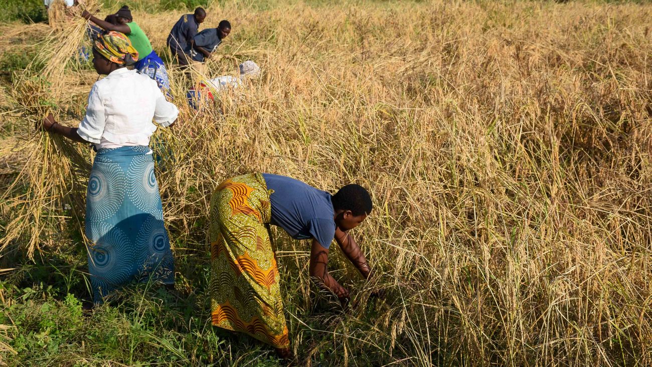 Two women harvest rice in a field near Liwonde National Park in southern Malawi.