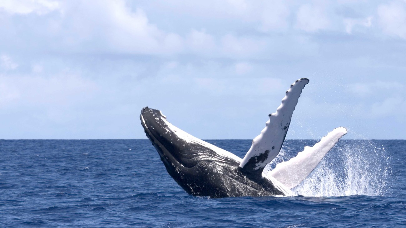 humpback whale breaching out of water