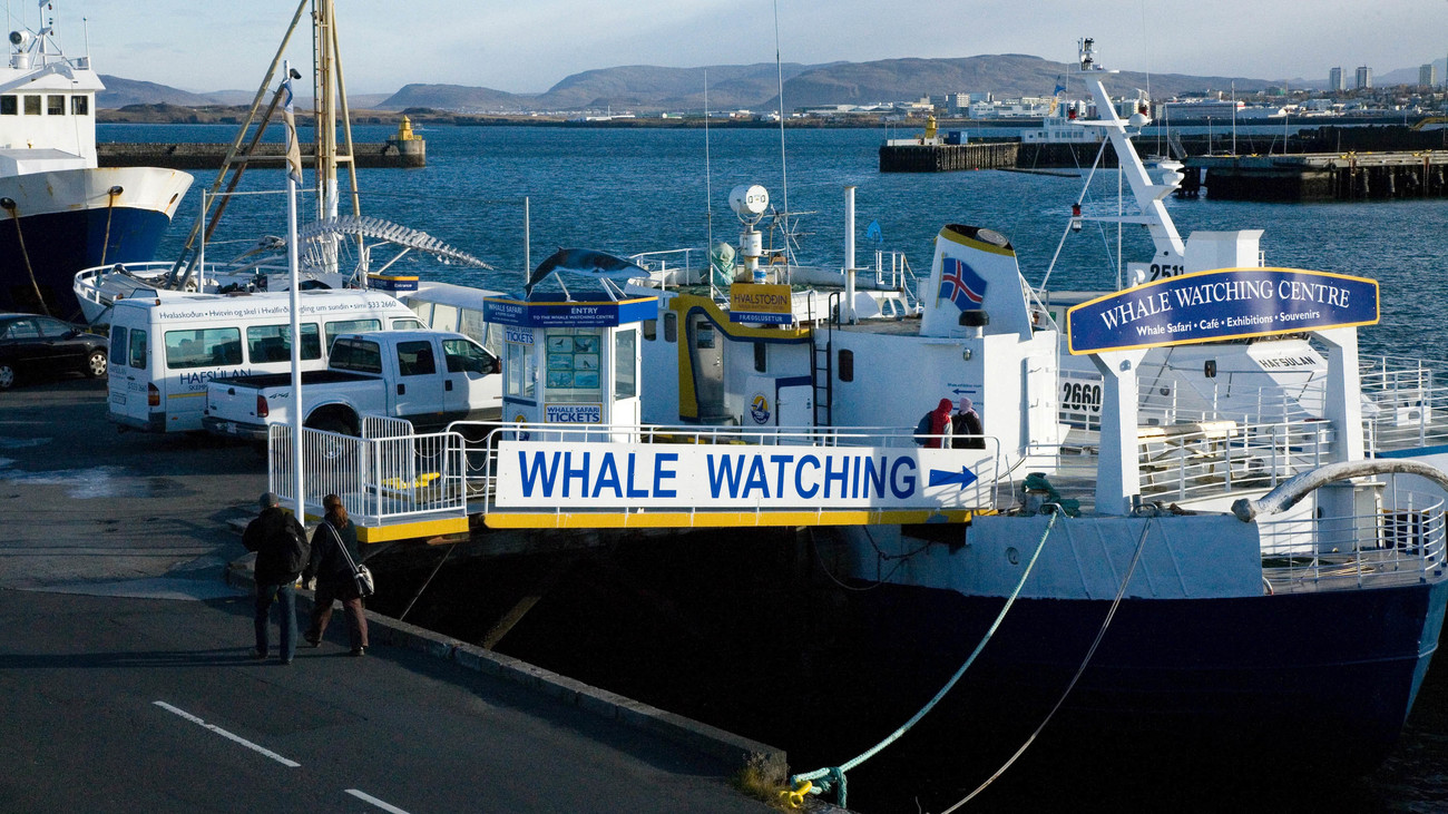 a whale watching boat docked at the pier