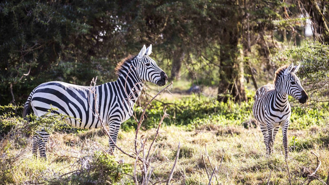 zebras on the loose in Maryland | IFAW