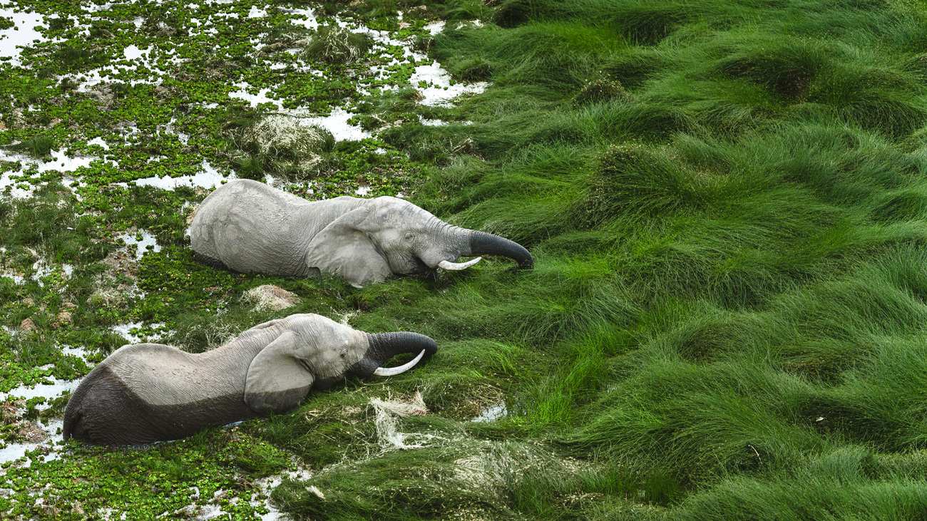 African elephants feeding on vegetation