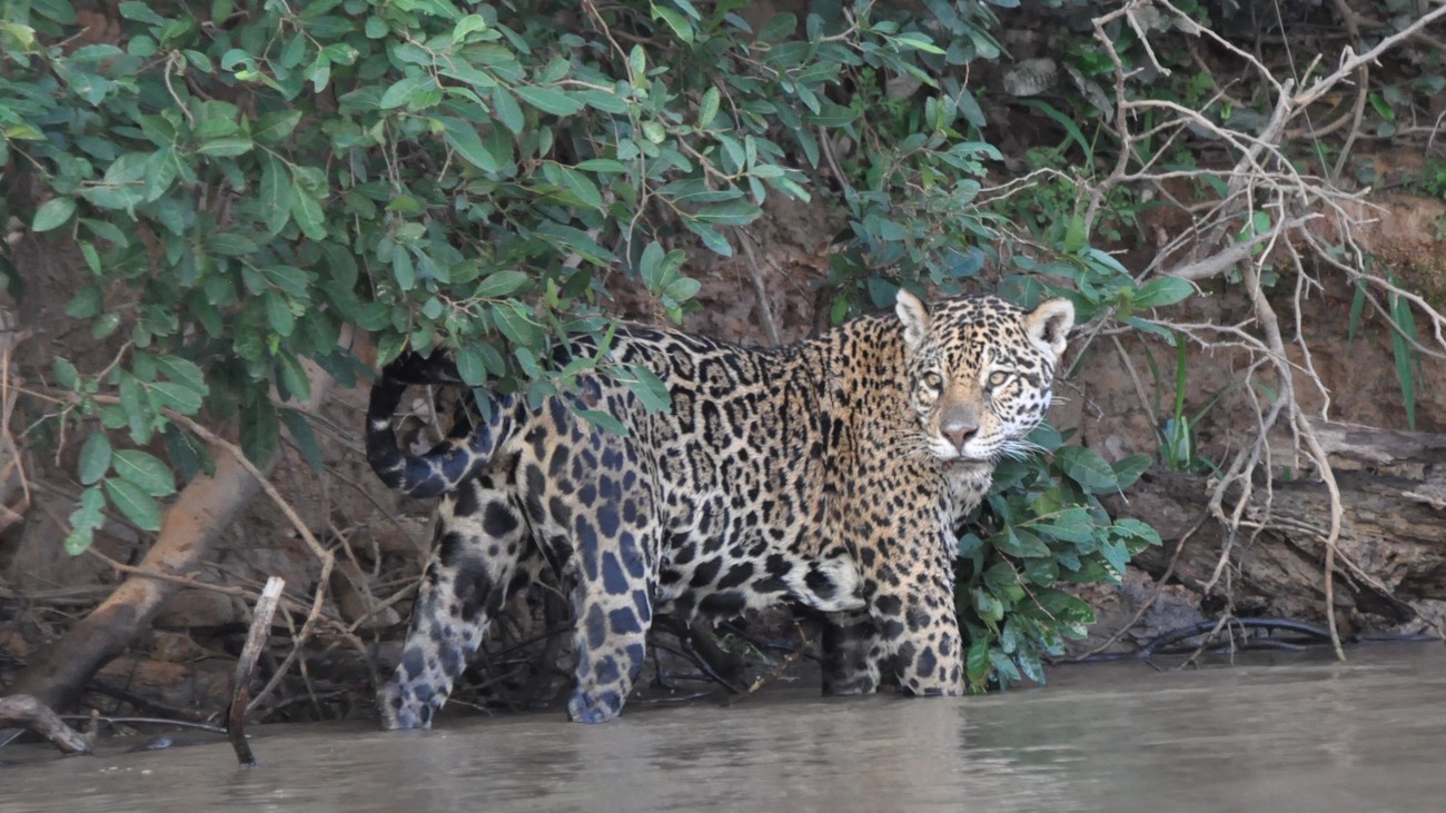 jaguar walking through a river by a forested bank