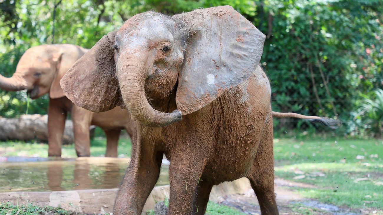 Een olifantenkalfje, dat zwaargewond was geraakt en verstrikt was geraakt in een strikdraad, is per vliegtuig in veiligheid gebracht. Ze wordt nu verzorgd in de door IFAW gesteunde Wild is Life-ZEN Elephant Nursery in Harare, Zimbabwe. Het olifantje, dat bijna haar oor verloor, zal naar verwachting volledig herstellen.