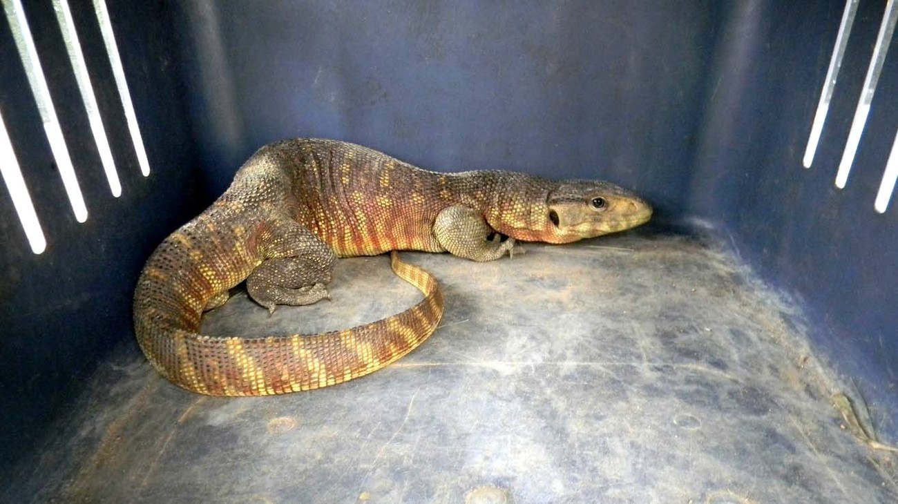 Asian water monitor lizard confiscated from wildlife trade