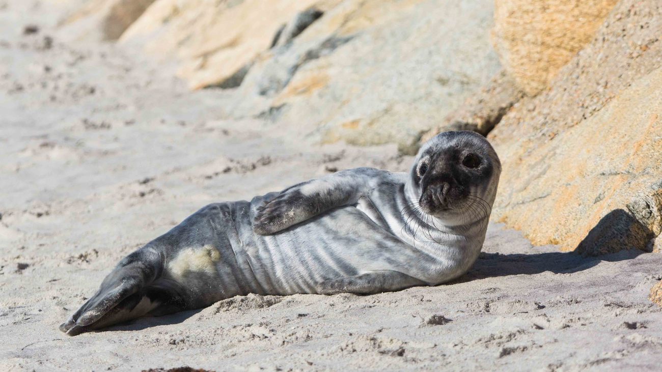 dehydrated and skinny young seal pup on the beach