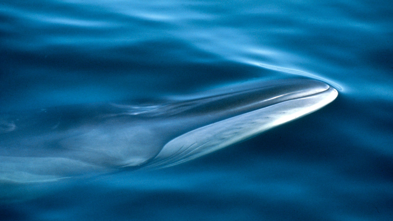 Whaling group demands action on rare New Zealand dolphin - TODAY