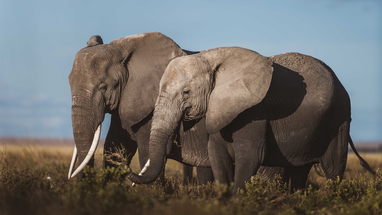 two African bush elephants in standing in the fields of Amboseli National Park in Kenya