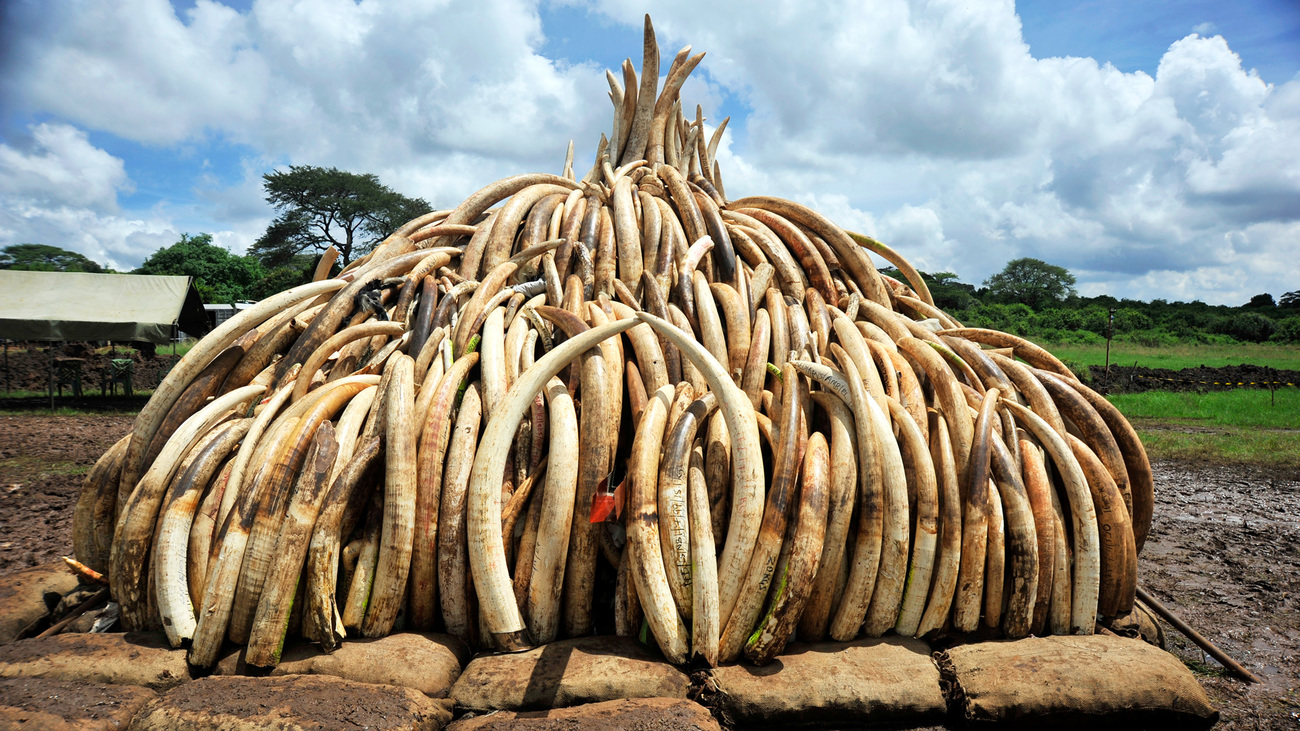 Over 100 tons of ivory were burned in Nairobi, Kenya in 2016, as one of the largest ivory burns in history.