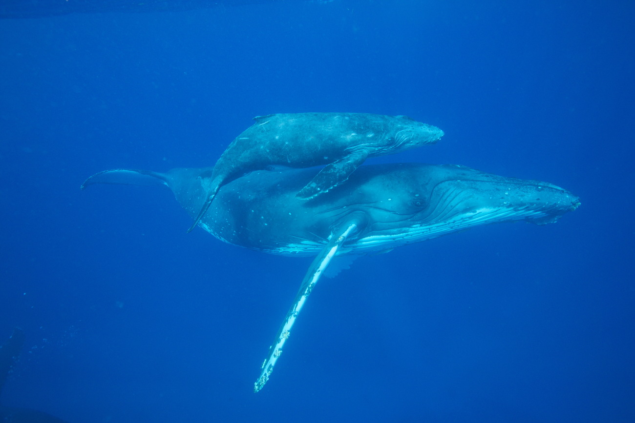 Een walvis en haar kalf zwemmen samen door de oceaan