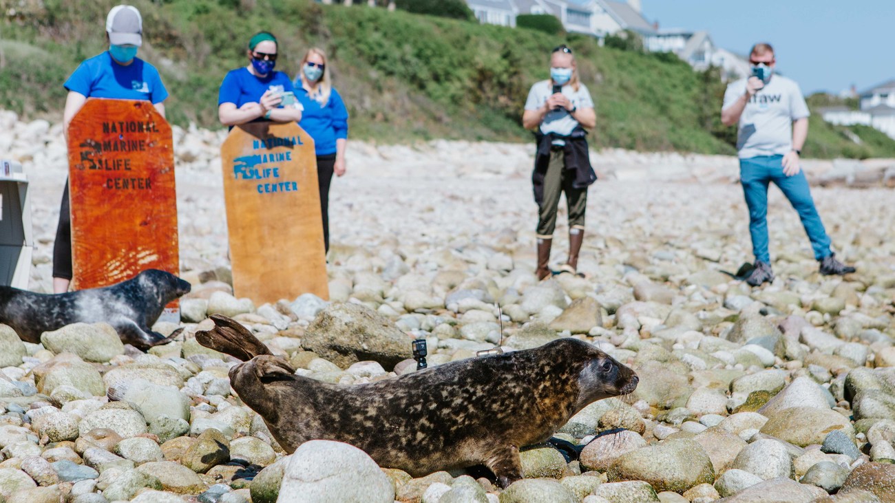 two rescued grey seals leave their transportation cages and return to the ocean