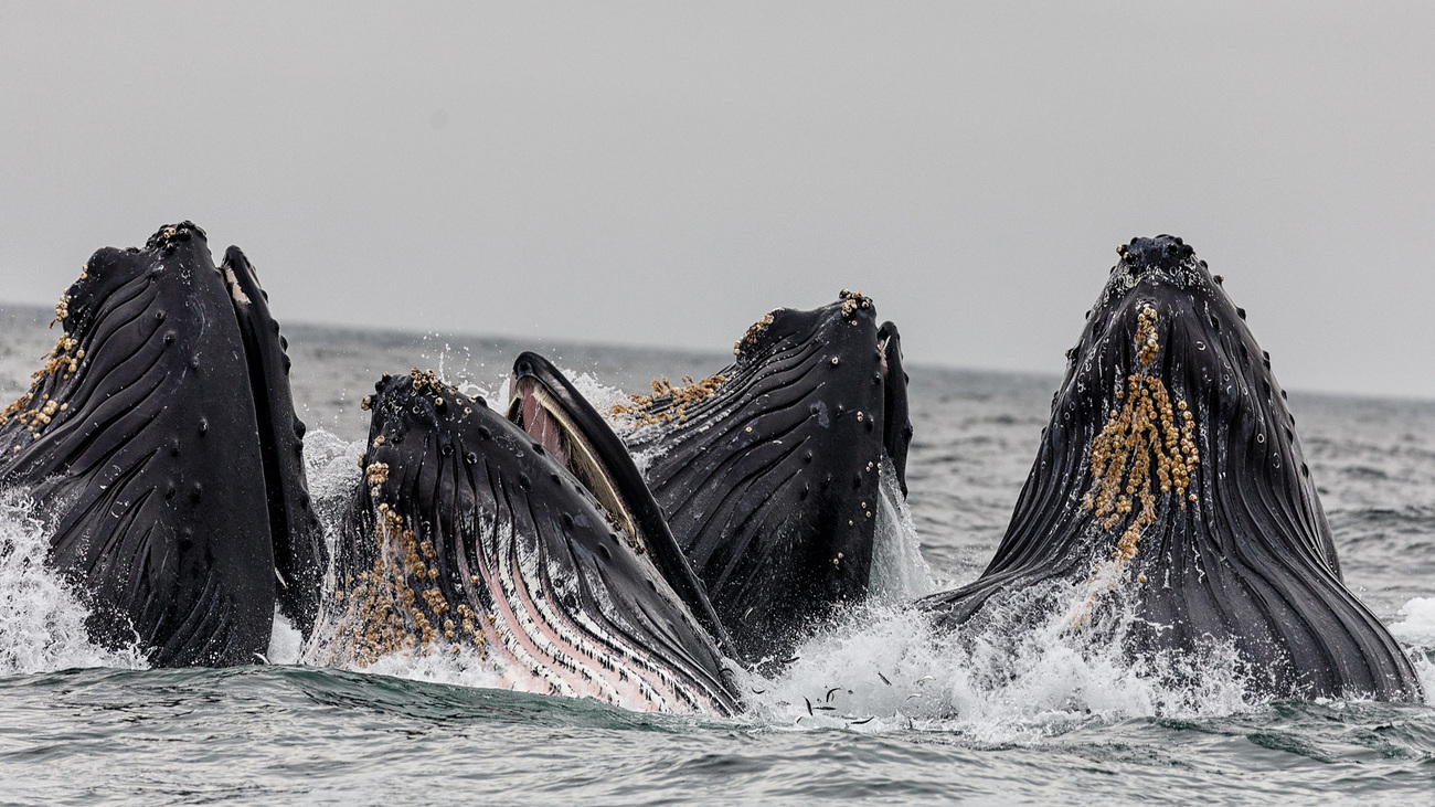 Pod of four whales photographed in Monterey, United States