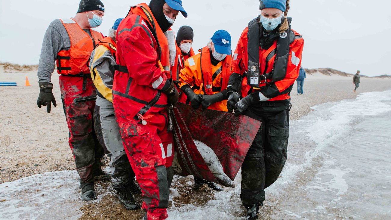 volunteers carry a rescued dolphin on a stretcher back to the ocean for release