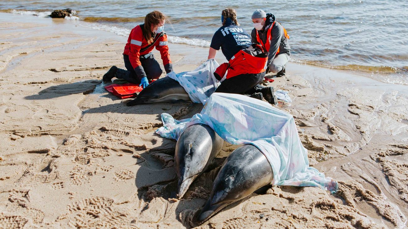 three marine mammal rescuers attend to three stranded dolphins on the beach