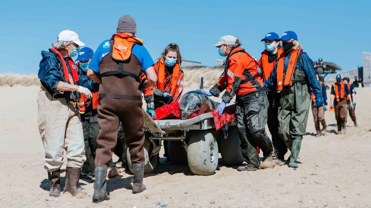 volunteers help marine mammal rescue team cart a rescued dolphin to the release site on the beach