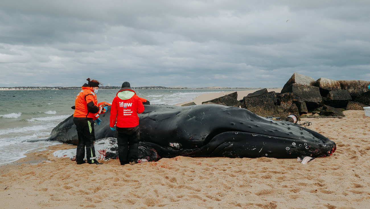A dead humpback whale lies on the beach as IFAW team members examine it during necropsy.