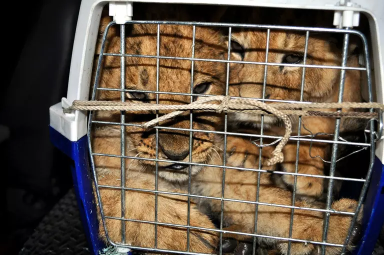Inbeslagname van cheetah- en leeuwenwelpen in Jordanië.