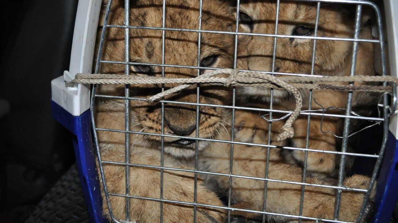 Geparden- und Löwenjungen in einer Transportbox