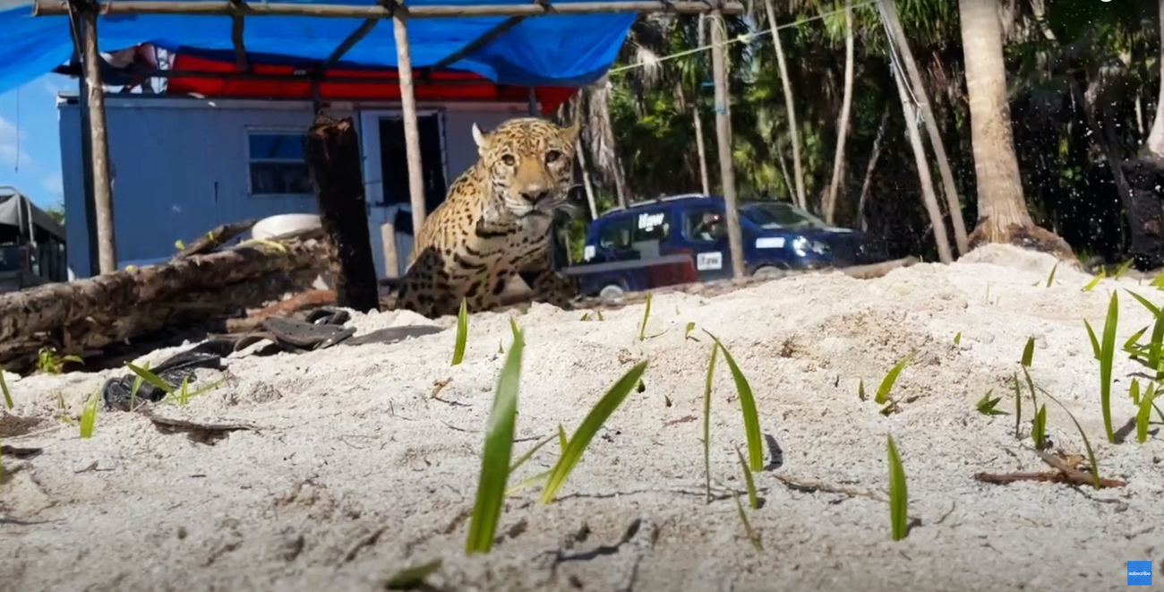 Jaguar and dog rescued from a well in Mexico