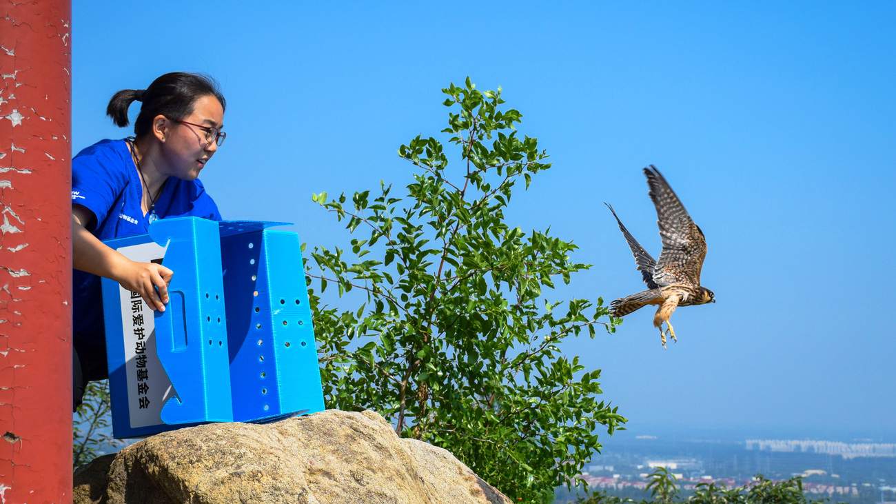 Eine Expertin der IFAW-Greifvogelrettungsstation BRRC, Betty Dai, öffnet die blaue Transportbox. Ein rehabilitierter Baumfalke fliegt zurück in die Freiheit.