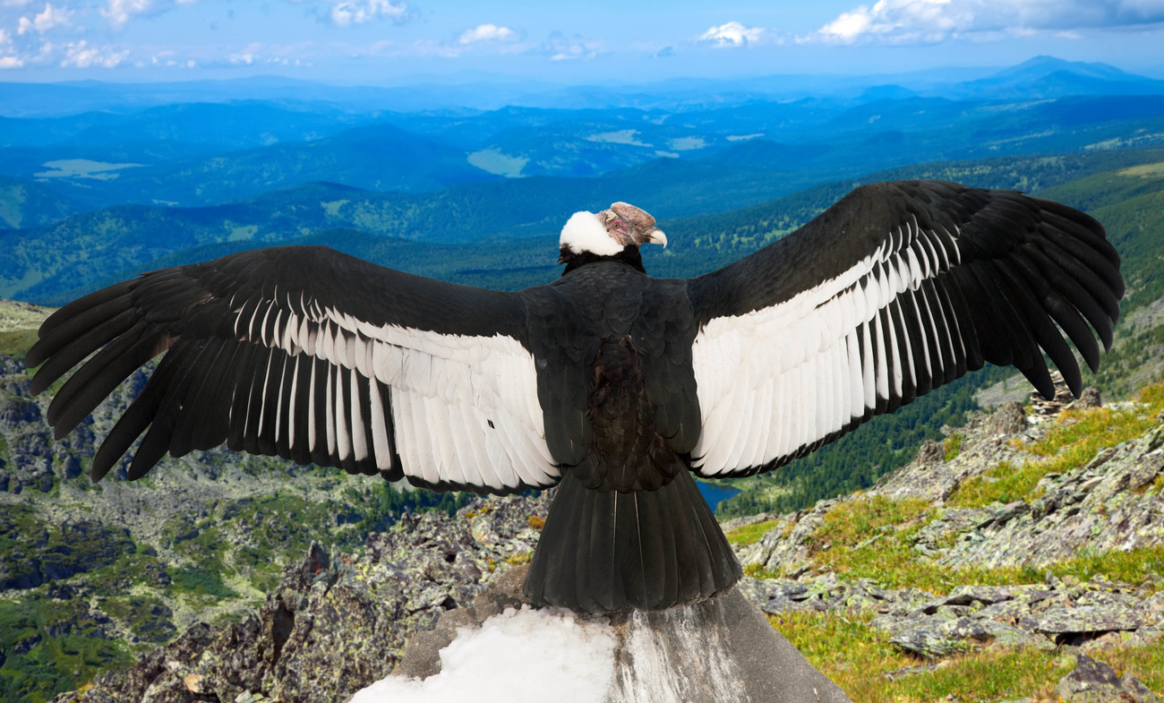 An Andean condor perches on a mountaintop with wings outstretched. 