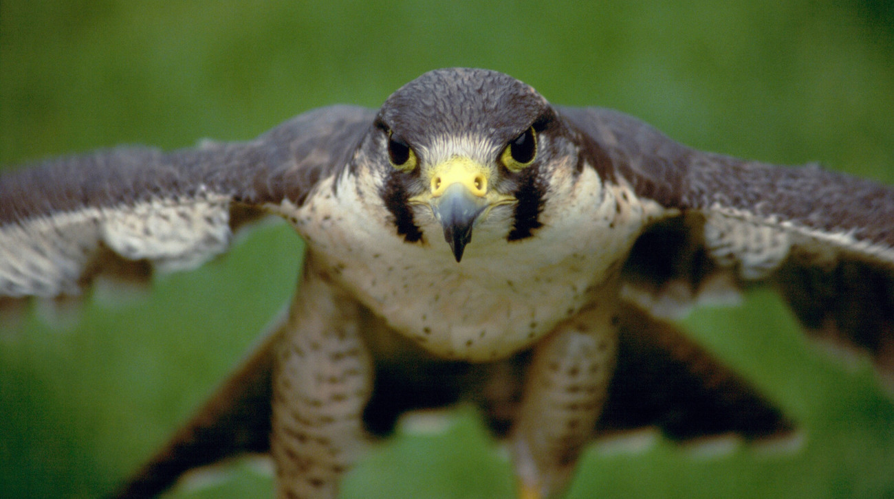 flying falcon bird