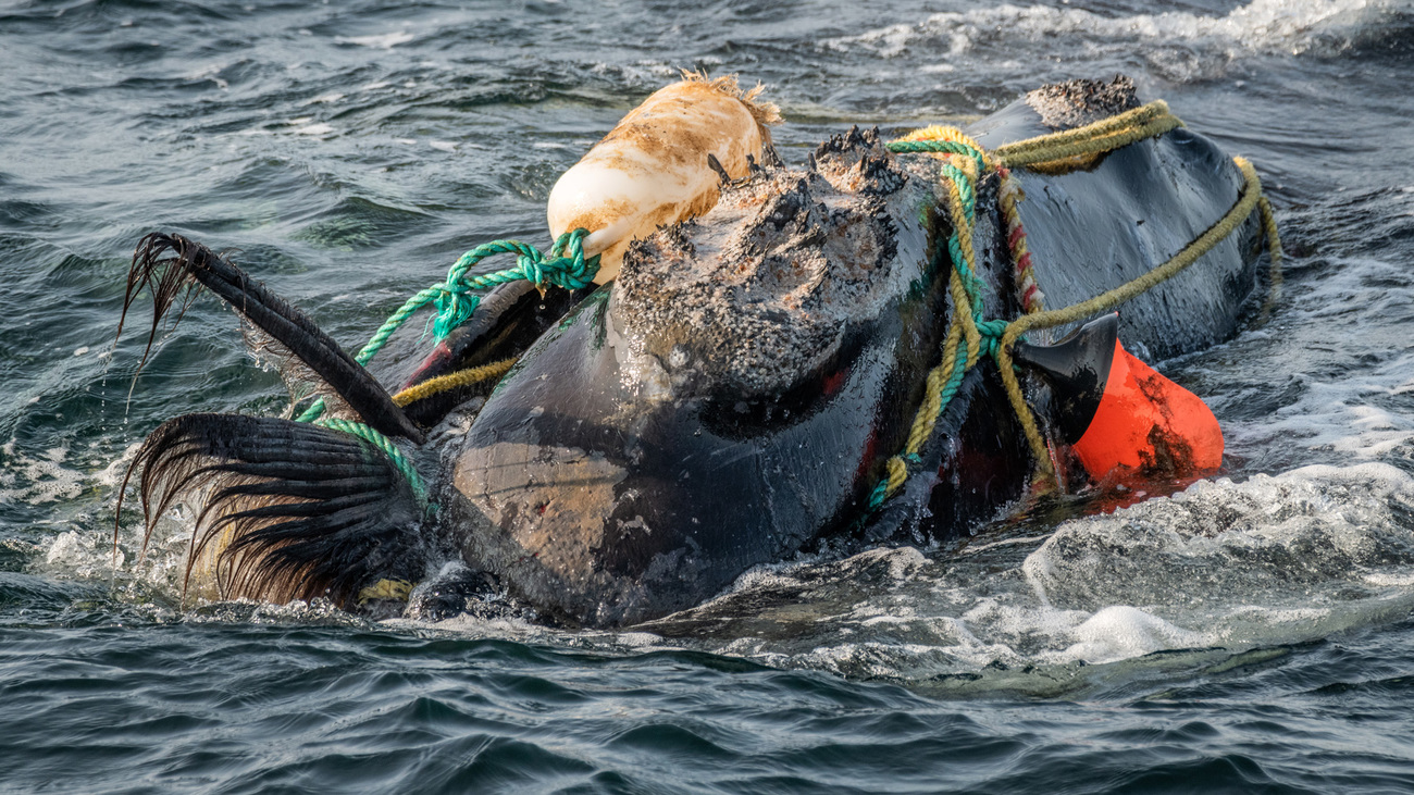 fishing ropes wrapped around the head and mouth of a critically endangered North Atlantic right whale 