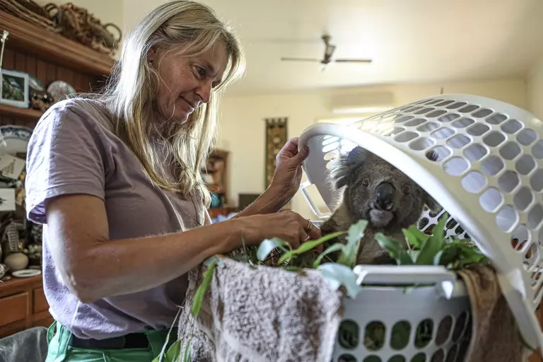 Mosswood Wildlife President Tracey Wilson feeds eucalyptus leaves to a rescued koala undergoing rehabilitation in Victoria. The koala sits in a laundry basket used as a makeshift enclosure. 