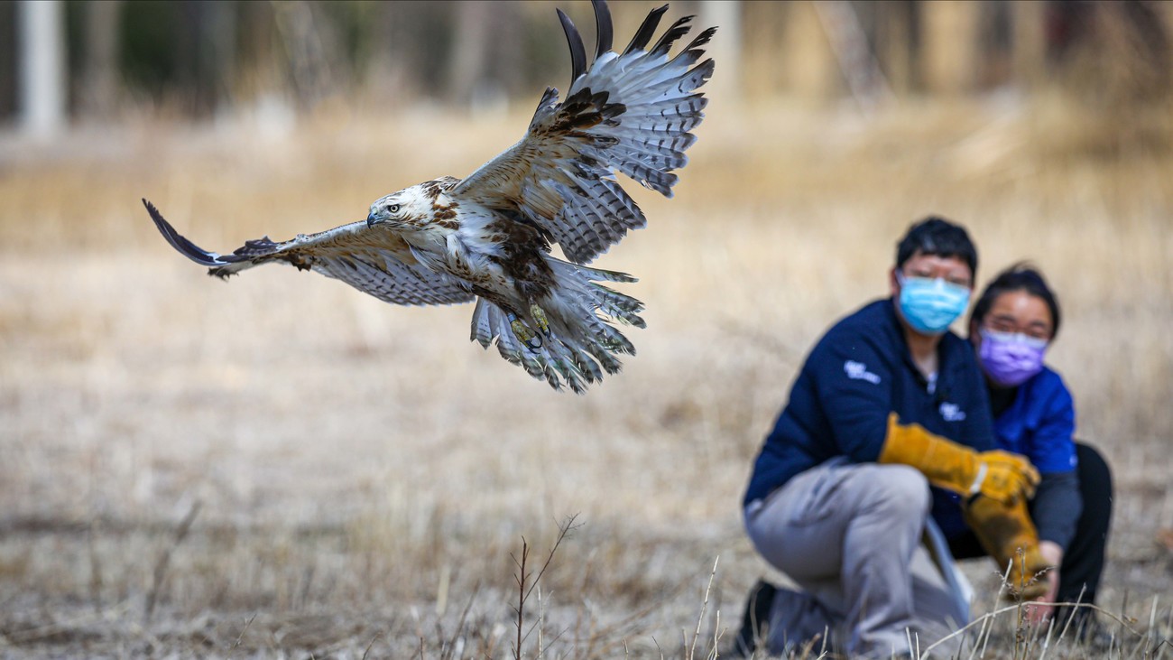 rescued upland buzzard flies away as two rehabilitators watch in the background