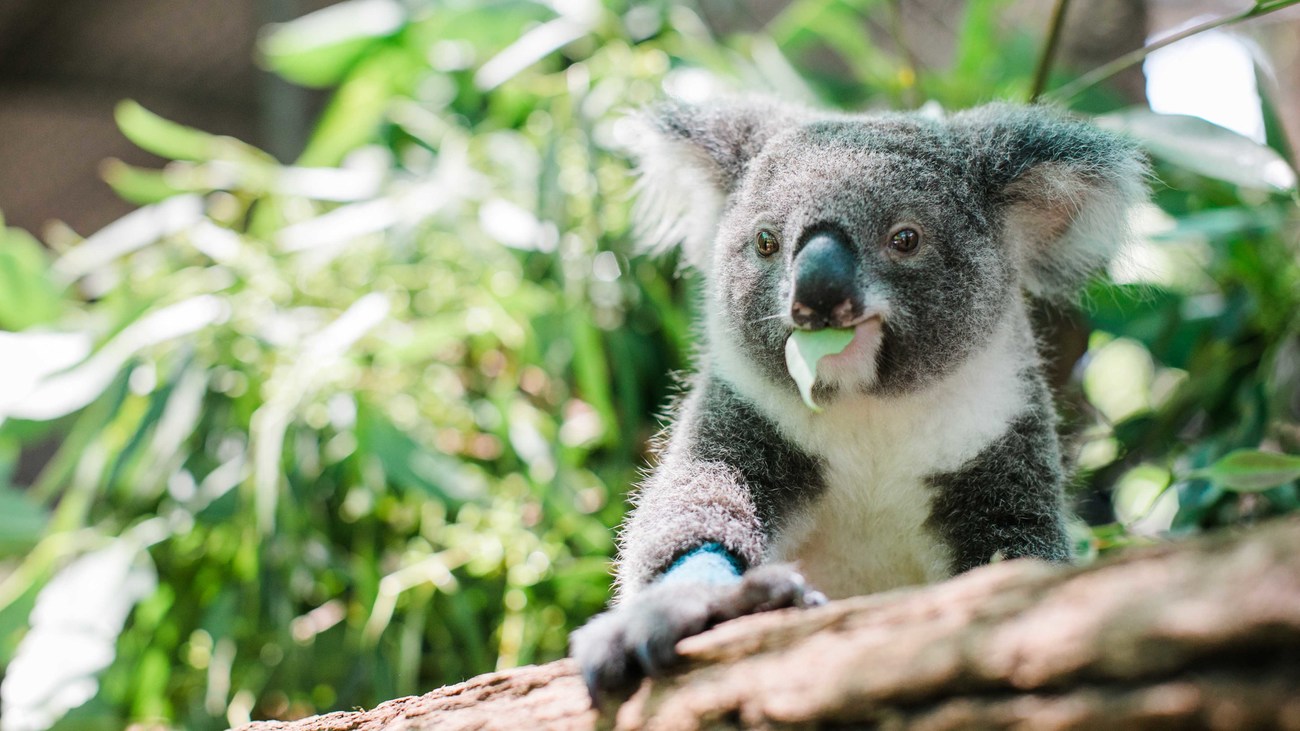 Koala - WWF-Australia, Koala