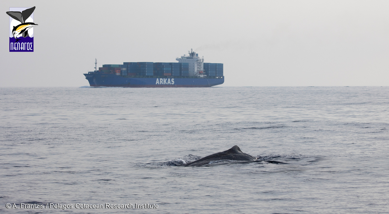 Cargo vessel passing close to a sperm whale