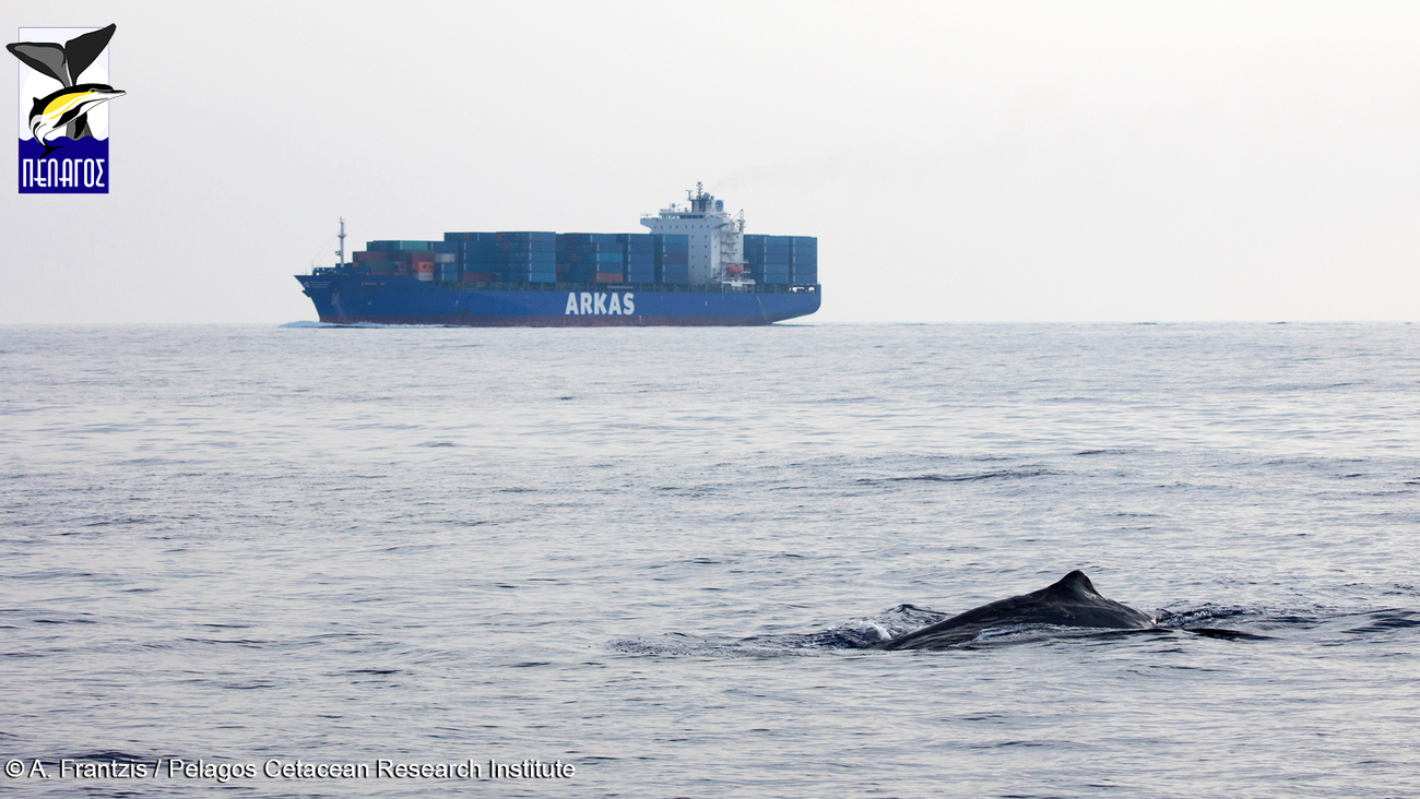 Cargo vessel passing close to a sperm whale