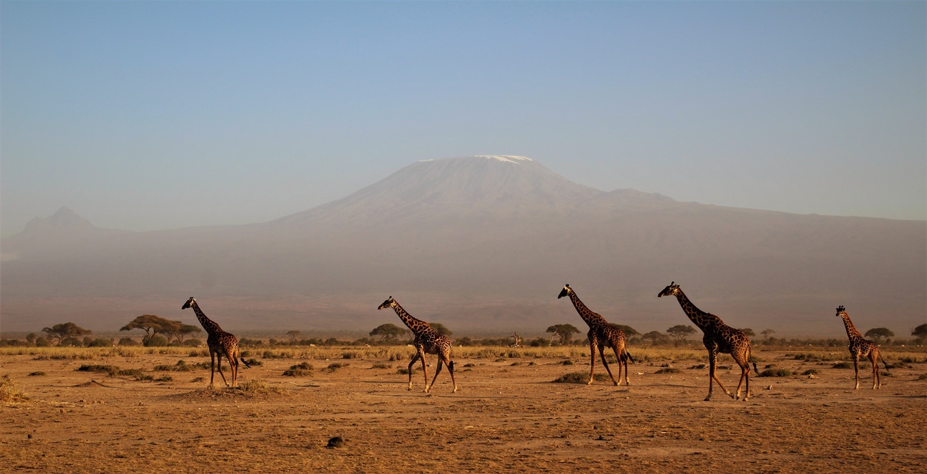 Donate crypto, save animals