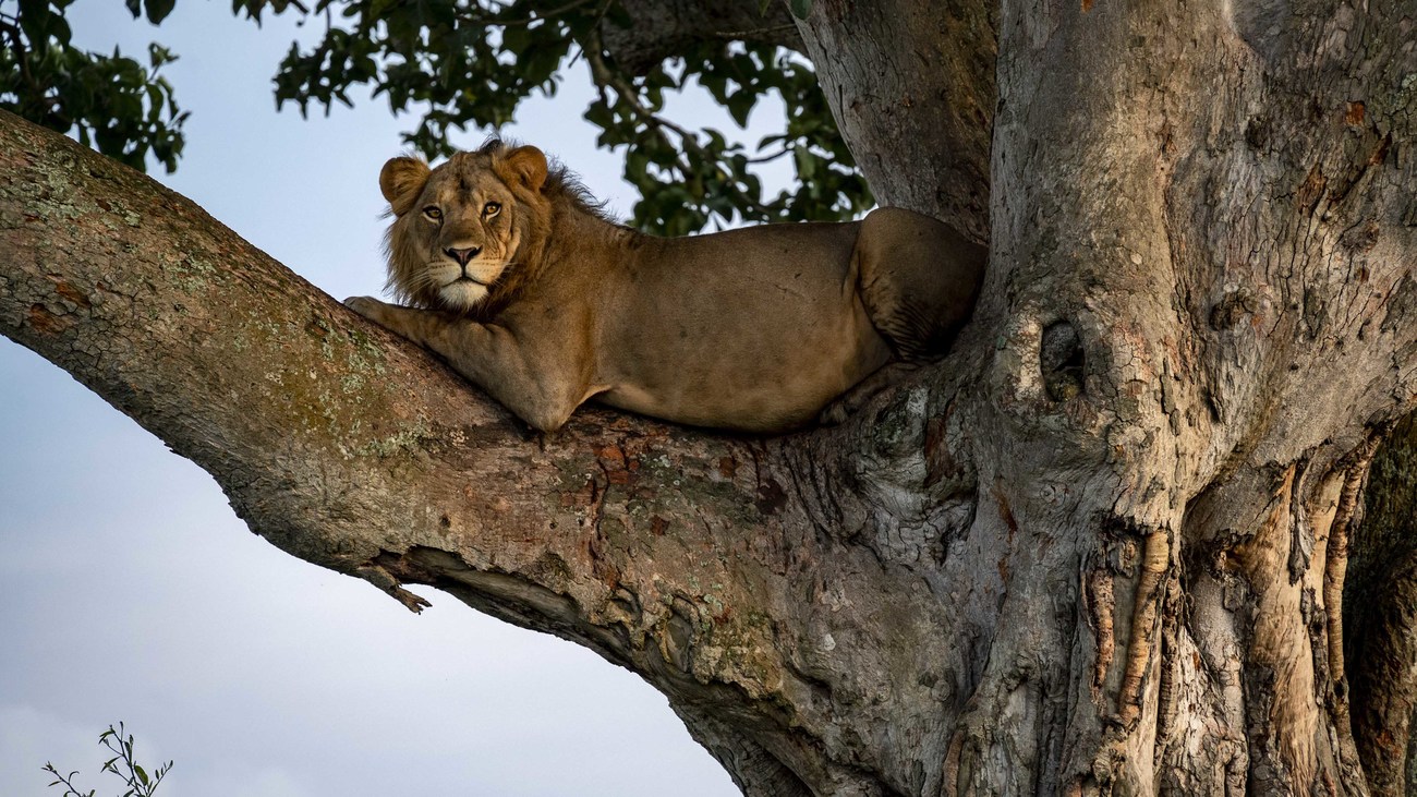 lion lays in the branches of a tree