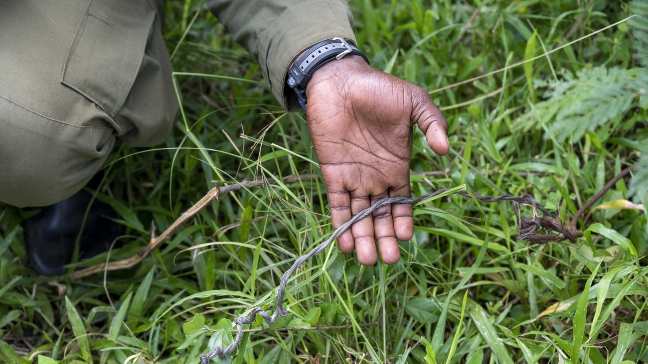 a ranger holds a snare in his hand