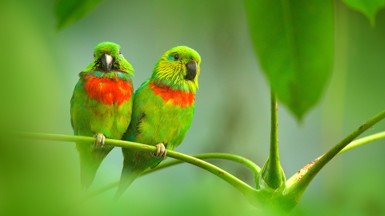 Pair of Salvadori's Fig-parrots (Psittaculirostris salvadorii) sitting on a branch