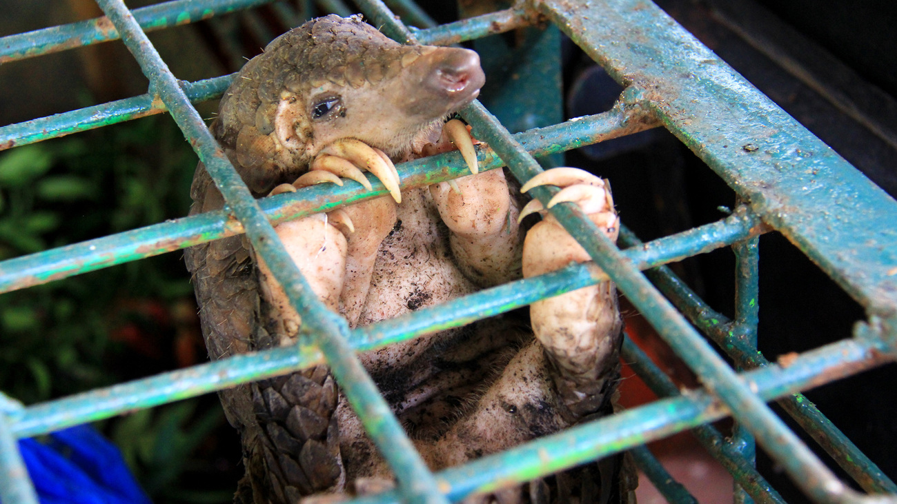 Rescue of pangolins in Pekanbaru, Riau, Indonesia