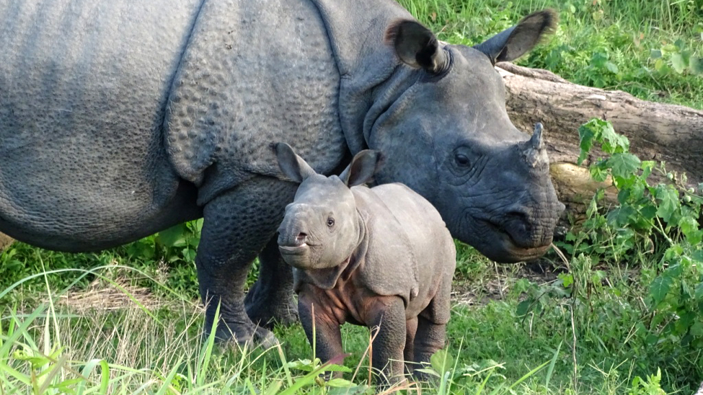 a rehabilitated and released rhino named Ganga with her male calf 