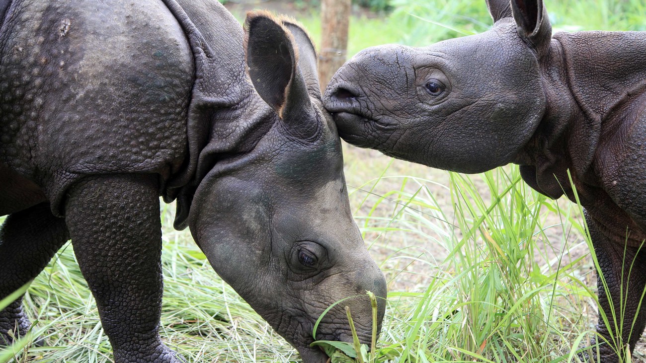 Rhino Rescue: Changing the Future for Endangered Wildlife (Firefly Animal  Rescue)