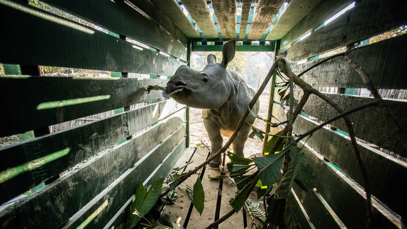 rhino walks into a transportation crate with the sunlight shining through the wooden boards