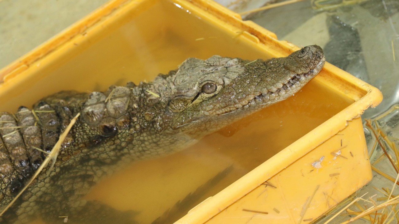 Nile crocodile rescued from exotic pet trade to be released back to the wild