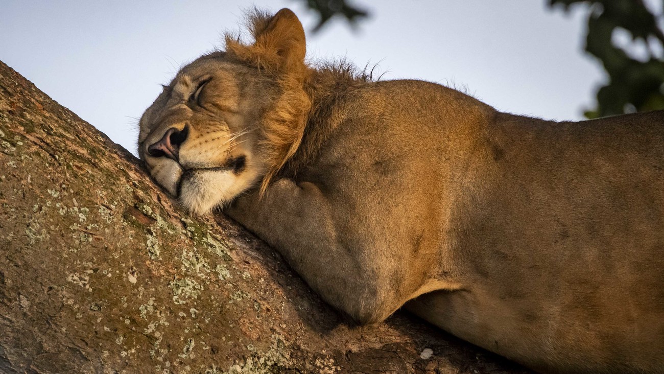 close-up of a lion resting in a tree