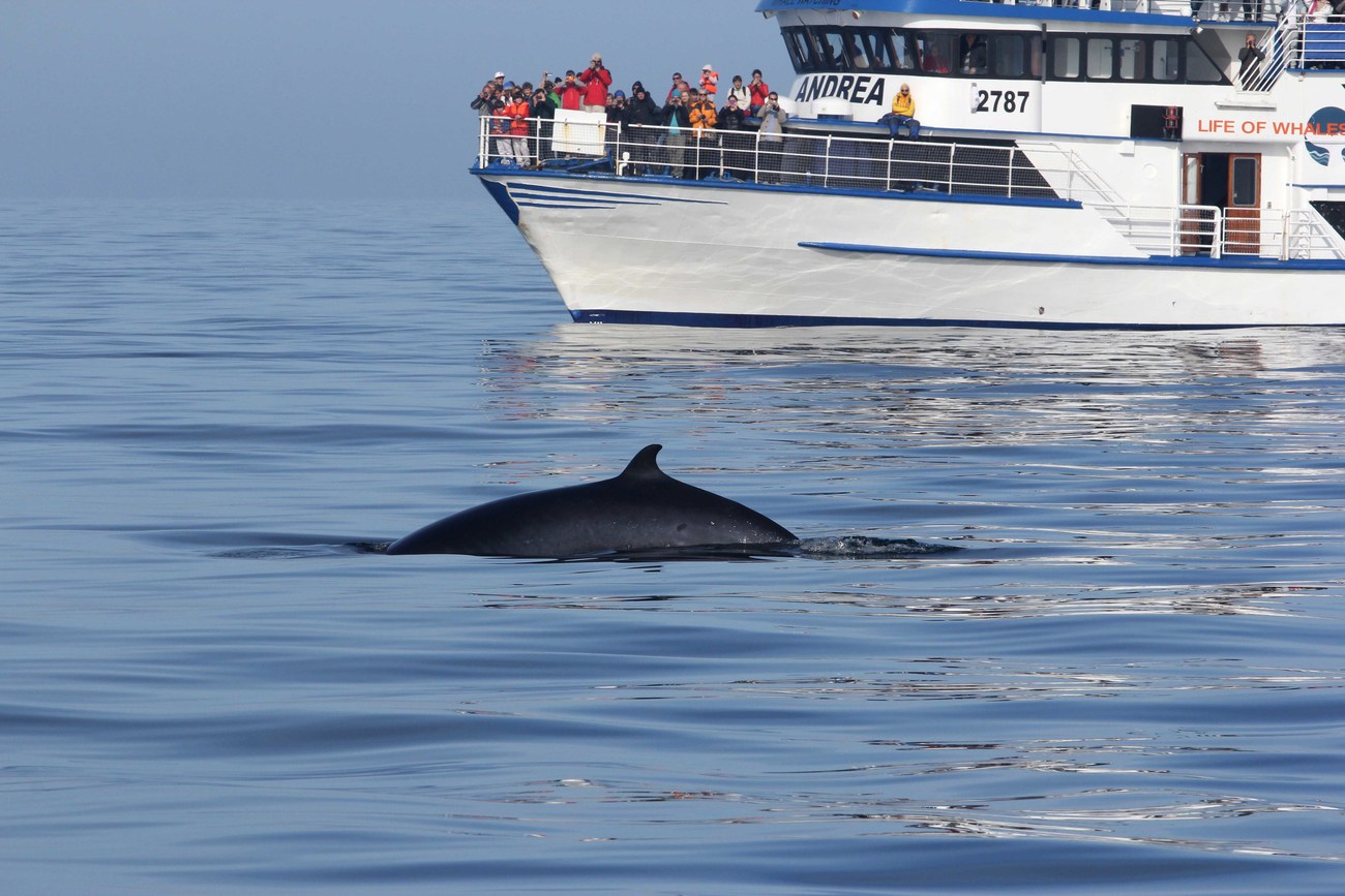 A minke whale surfaces in Iceland near a whale watching boat in the background.