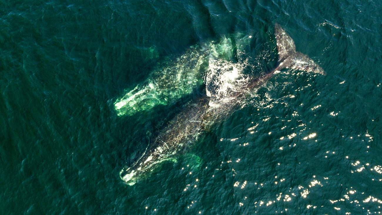 aerial view of two North Atlantic right whales swimming