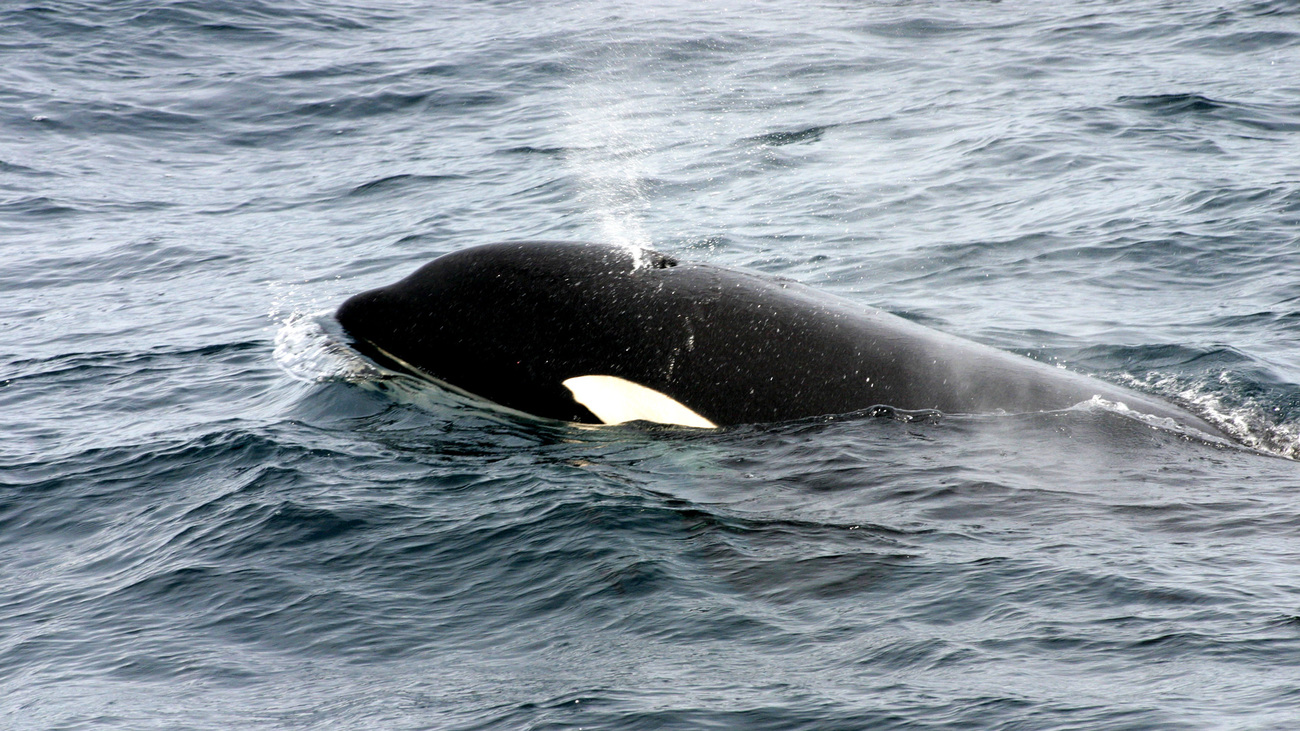 A killer whale at the surface in Iceland.