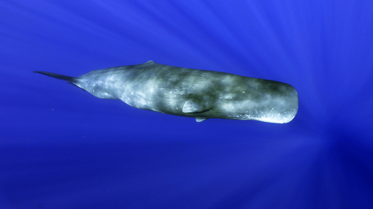 Sperm whale swimming in the ocean.