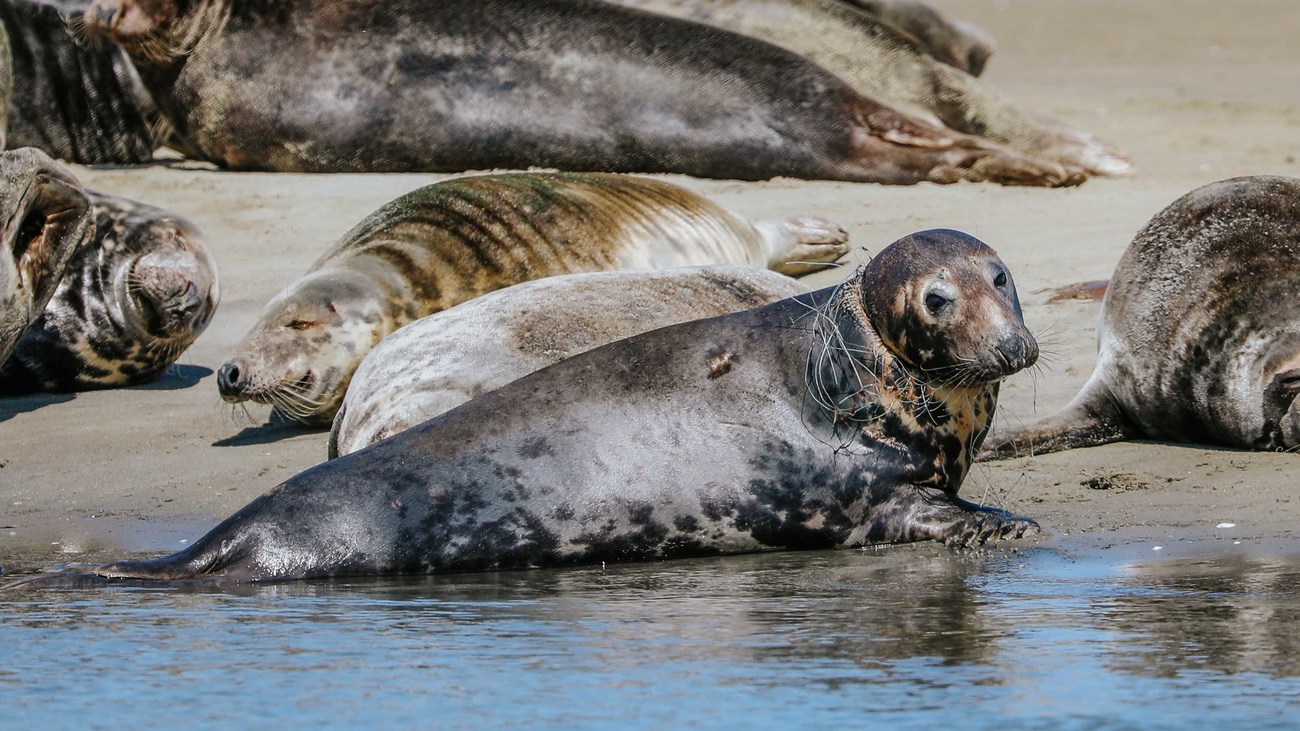 grey seal entangled in monofilament netting